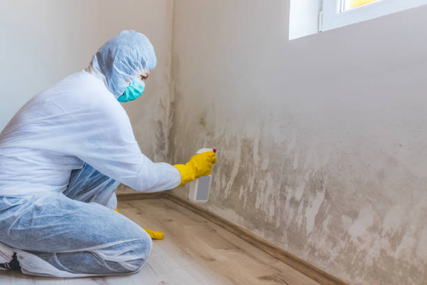Licensed Mold Remediation service in Westbury, NY - WQB Mold Removal